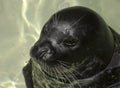 A Portrait of a Harbor, or Common, Seal Royalty Free Stock Photo