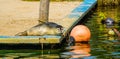 Portrait of a harbor seal laying at the water side, common semi aquatic animal specie Royalty Free Stock Photo