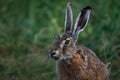 Portrait of a hare with long ears