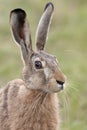 Portrait of a hare