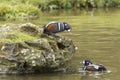 Portrait of Harlequin Duck Histrionicus Histrionicus