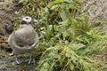 Portrait of Harlequin Duck Histrionicus Histrionicus