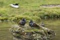 Portrait of Harlequin Duck Histrionicus Histrionicus