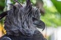 Portrait of Harpy eagle Harpia harpyja proudly looking forward