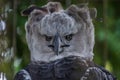 Portrait of Harpy eagle Harpia harpyja proudly looking forward