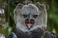 Portrait of Harpy eagle Harpia harpyja screaming displeased with his mouth wide open