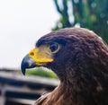 Portrait of a Harris Hawk