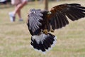 Harris`s hawk parabuteo unicinctus Royalty Free Stock Photo