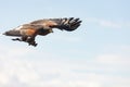 Harris Hawk in flight with wings spread wide in Arizona, USA Royalty Free Stock Photo