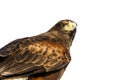 Portrait of a Harris Hawk on white background Royalty Free Stock Photo