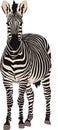 Portrait of a hartmann mountain zebra, standing and looking to v