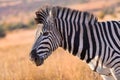 Portrait of Hartmann`s mountain zebra, Equus zebra hartmannae in colorful light of setting sun. African wildlife, vivid colors. Royalty Free Stock Photo