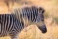 Portrait of Hartmann`s mountain zebra foal, Equus zebra hartmannae in colorful light of setting sun. African wildlife, vivid Royalty Free Stock Photo