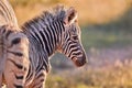 Portrait of Hartmann`s mountain zebra foal, Equus zebra hartmannae in colorful light of setting sun. African wildlife, vivid Royalty Free Stock Photo