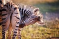 Portrait of Hartmann`s mountain zebra foal, Equus zebra hartmannae in colorful light of setting sun. African wildlife, vivid Royalty Free Stock Photo