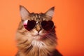 Portrait Havana Brown Cat With Heart Shaped Sunglasses Orange Background