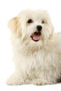 Portrait of a havanese dog