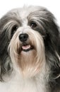 Portrait of a Havanese dog