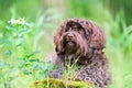 Portrait of a Havanese dog