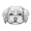 Portrait of Havanese.