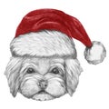 Portrait of Havanese with Santa Hat.