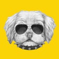 Portrait of Havanese with sunglasses and collar.