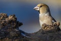 Portrait Hawfinch coccothraustes coccothraustes, feeding on the ground behind a trunk
