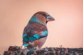 Portrait of a hawfinch perched on a branch with a blurred background. Portrait from behind