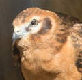 Portrait hawk on nature