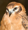 Portrait hawk on nature