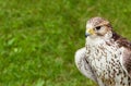 Portrait hawk-young predatory bird close-up of a green lawn background