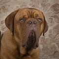 Portrait of the head of an adult Dogue de Bordeaux dog, female with a floral pattern wallpaper Royalty Free Stock Photo