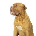 Portrait of the head of an adult Dogue de Bordeaux dog, female isolated on a white background Royalty Free Stock Photo