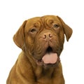 Portrait of the head of an adult Dogue de Bordeaux dog, female isolated on a white background Royalty Free Stock Photo