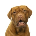 Portrait of the head of an adult Dogue de Bordeaux dog, female isolated on a white background Royalty Free Stock Photo