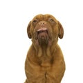 Portrait of the head of an adult Dogue de Bordeaux dog, female, sticking out her tongue in a cheecky way isolated on a white Royalty Free Stock Photo