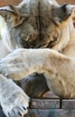 A Portrait of the Head of an Ashamed African Zoo Lion Female Royalty Free Stock Photo