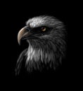 Portrait of a head of a bald eagle on a black background Royalty Free Stock Photo