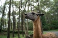 Portrait of the head of a black Llama animal in a safari park