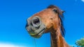 Portrait of the head of a brown horse against a blue sky. Wide Angle Camera Royalty Free Stock Photo