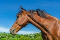 Portrait of the head of a brown horse against a blue sky. Wide Angle Camera Royalty Free Stock Photo