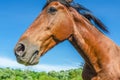 Portrait of the head of a brown horse against a blue sky. Wide Angle Camera Royalty Free Stock Photo