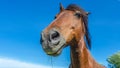 Portrait of the head of a brown horse against a blue sky. Wide Angle Camera Royalty Free Stock Photo