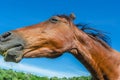 Portrait of the head of a brown horse against a blue sky. Wide Angle Camera Royalty Free Stock Photo