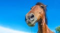 Portrait of the head of a brown horse against a blue sky. Wide Angle Camera Royalty Free Stock Photo