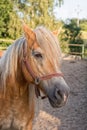 Portrait of head of brown horse Royalty Free Stock Photo