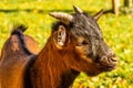 Portrait of a head of a brown pygmy goat Royalty Free Stock Photo