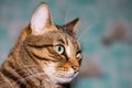 Portrait of the head of a brown-striped cat in profile. Feline face with bright eyes, close-up. European Shorthair cat looks away