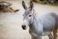 Portrait, head close-up of a wild gray donkey with white stripes eats at the zoo