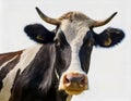 portrait of head cow black isolated on white background Royalty Free Stock Photo